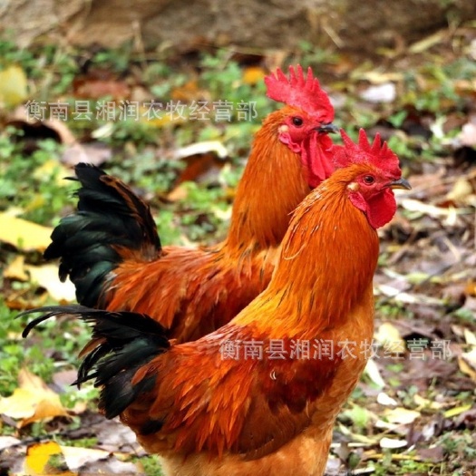 衡南县青脚红羽鸡苗 统货 青脚红羽鸡苗 统货