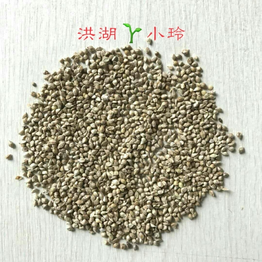 洪湖市雀稗种子  小米草种 耐高温水草 速生草 量大价优 包邮
