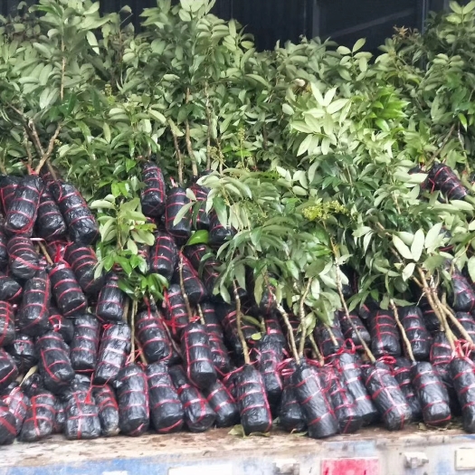 灵山县妃子笑荔枝苗 