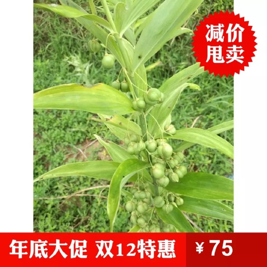 宣汉县黄精种子  四季不倒苗姜行多花甜黄精，无条件技术跟踪服务，保证出苗率