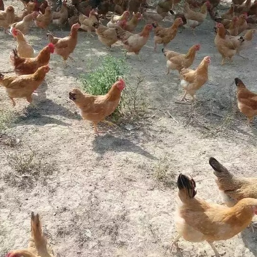 赤壁市绿壳鸡蛋 林下土鸡走地鸡全程放养