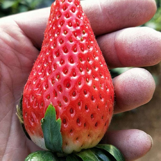 泰安 章姬草莓苗购苗免费提供种植技术指导