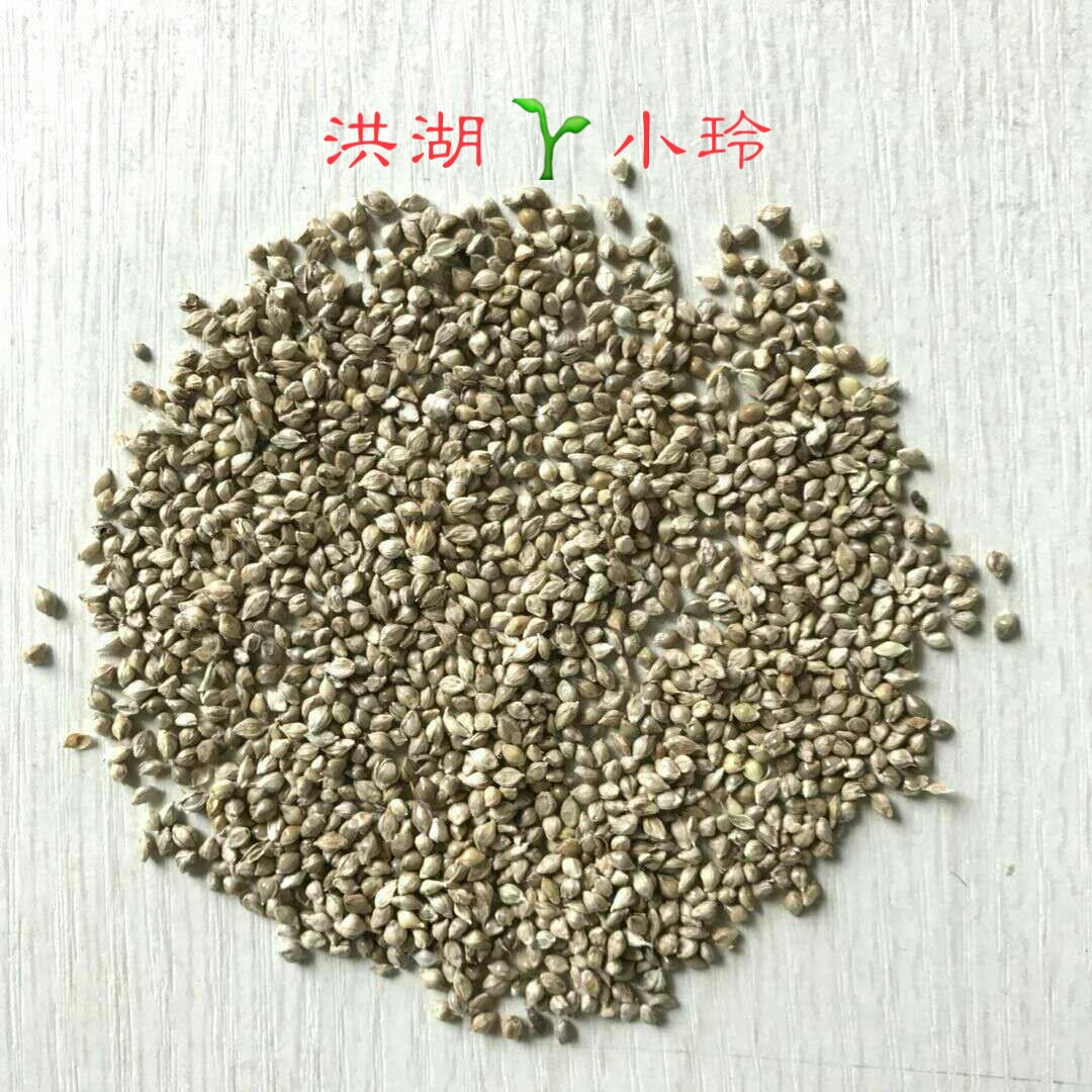 洪湖市小米草种子 小米草  种籽 雀叶稗 小龙虾专用水草 量大价优