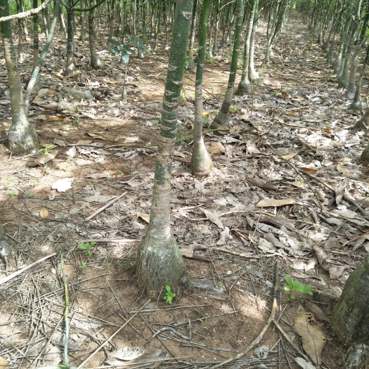 遂溪县独杆发财树