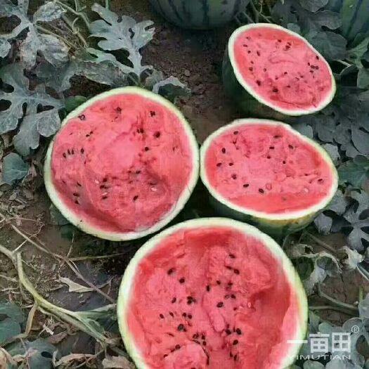 东明县甜王西瓜 有籽 1茬 9成熟 8斤打底