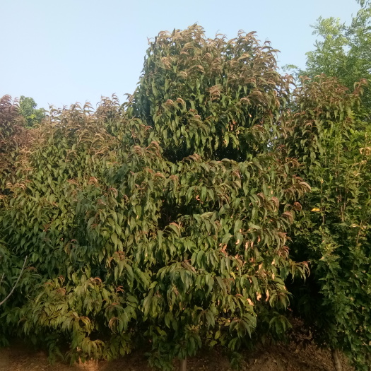 冠县龙柱碧桃