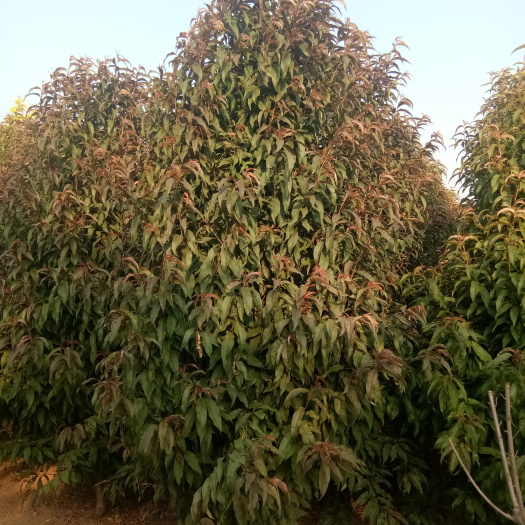 冠县龙柱碧桃 