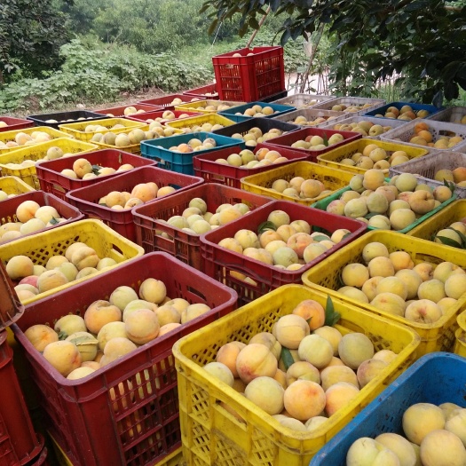 砀山县黄桃83 55mm以上 3 - 4两 