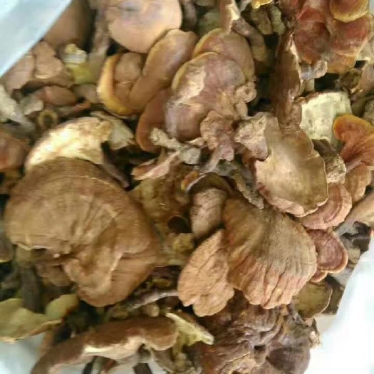 楚雄市云南深山赤灵芝 云南特产产地货源大量现货批发