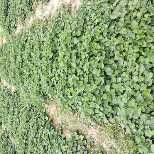 建水县鱼腥草根