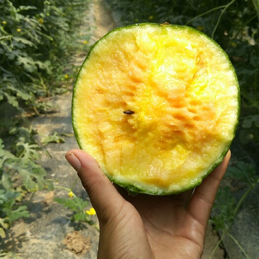 菏泽彩虹西瓜 2斤打底 9成熟 1茬