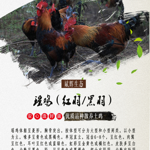 永登县瑶鸡苗 黑瑶 红瑶 大黑瑶出壳苗苗