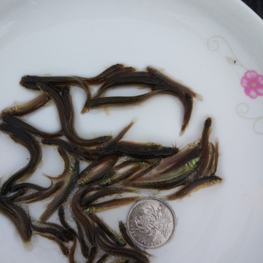利辛县泥鳅苗