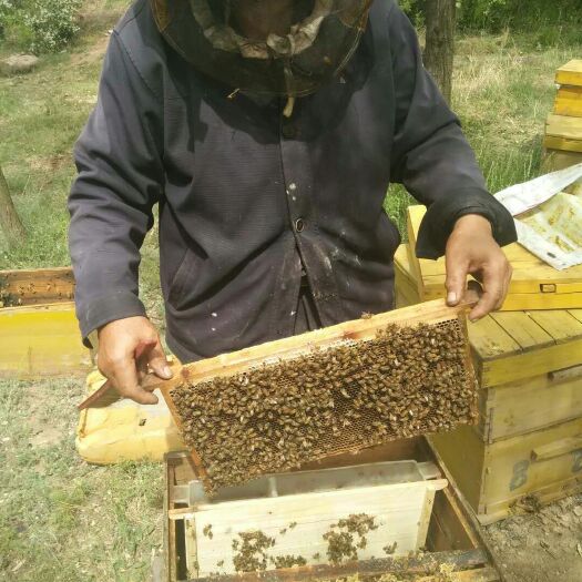 沁水县洋槐蜂蜜 塑料瓶装  2年以上 槐花蜜