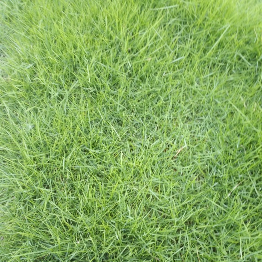 佛山马尼拉草皮  十成马尼拉草卷高度4至5公分