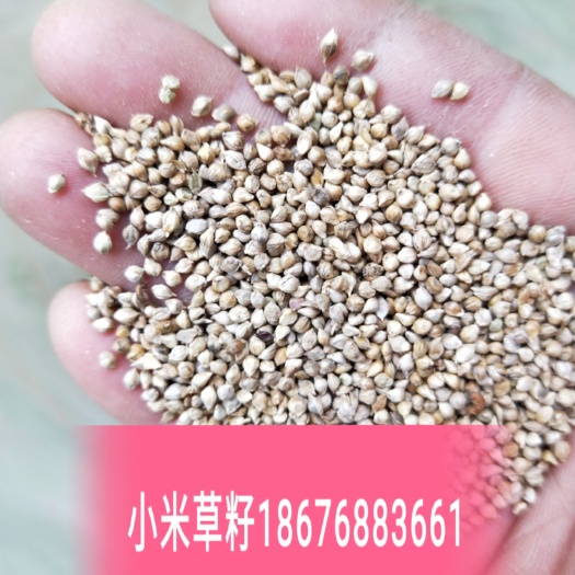 洪湖市雀稗种子