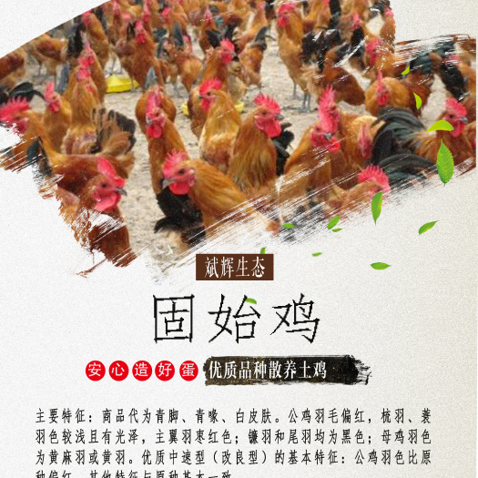 西安肉鸡苗  土鸡苗  固始鸡苗 出壳苗