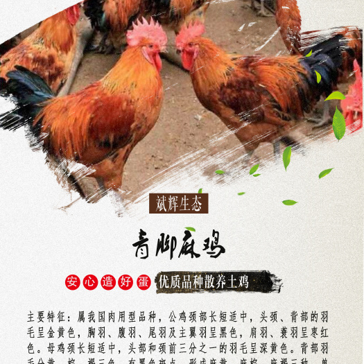 永登县青脚麻鸡苗  青脚麻出壳苗公