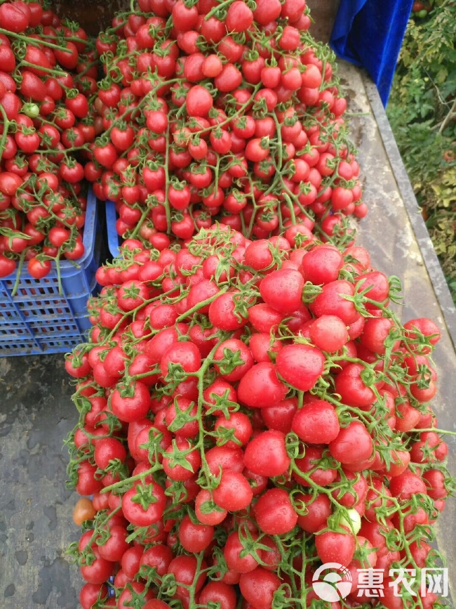 台农芒  、大台农