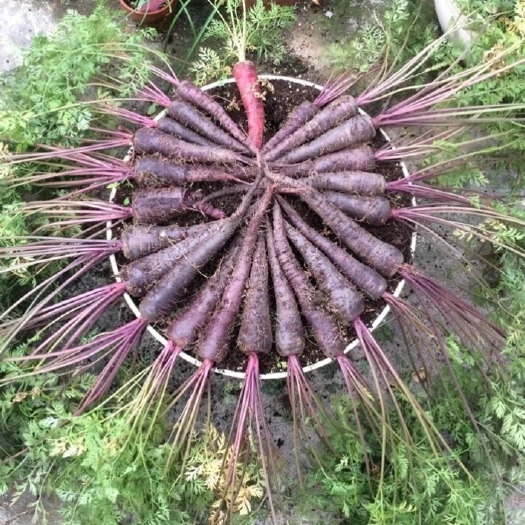 翁牛特旗紫胡萝卜