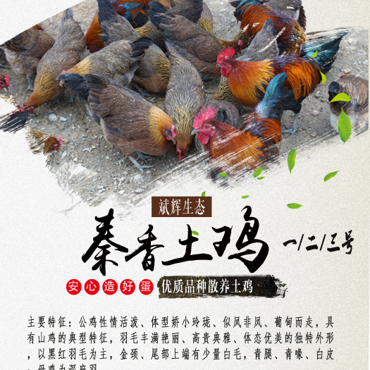 西安香鸡  土鸡苗