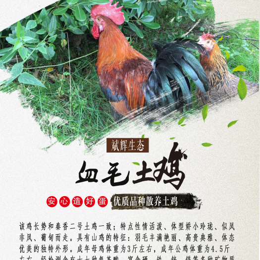西安血毛土鸡苗