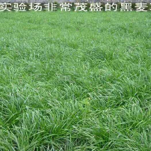 嘉祥县黑麦草种子  多年生宽叶