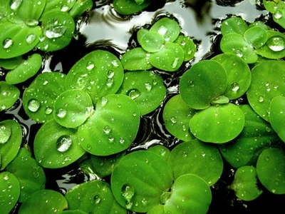  水芙蓉水浮蓮水葫蘆植物水生水養(yǎng)浮萍水草植物種籽水蓮花淡水包郵