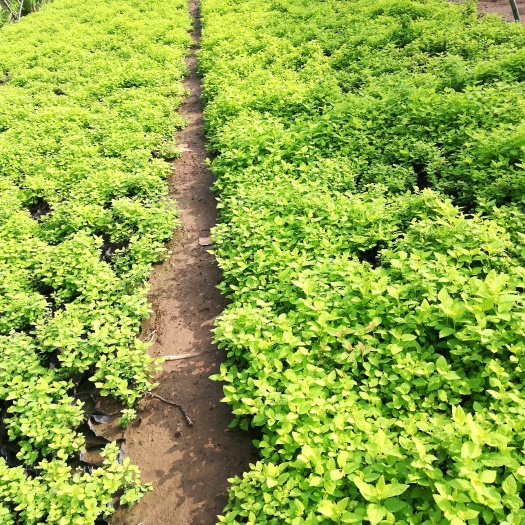 青州市绣线菊 基地直供优质金山绣线菊