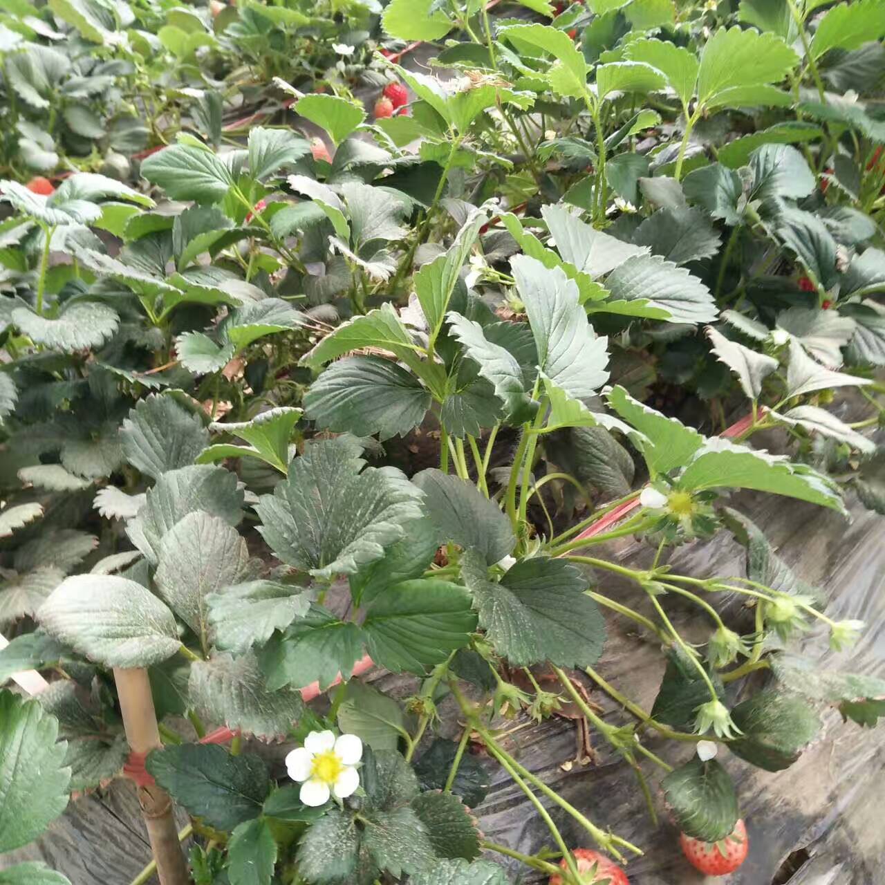 草莓苗出售批发价图片