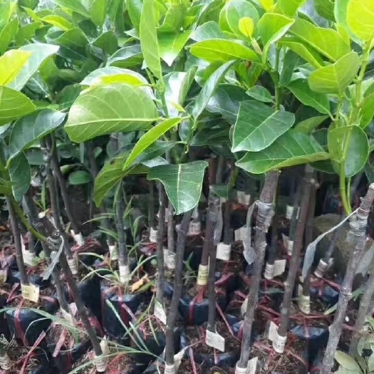 灵山县红肉菠萝蜜苗 