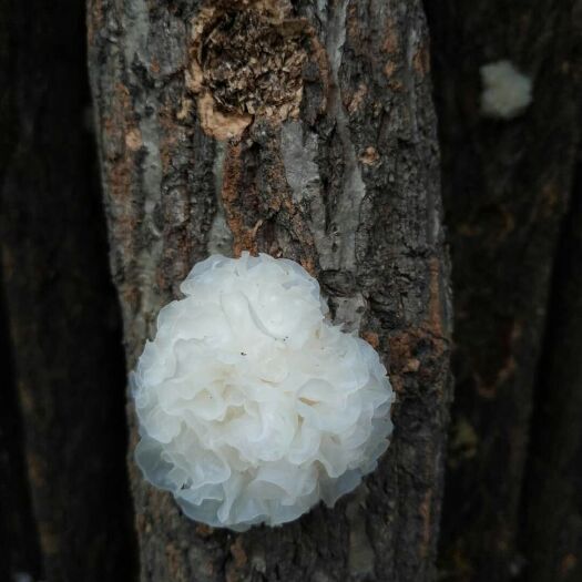 桐柏县 椴木银耳种植基地 雪耳 白木耳 通江银耳 银耳 包邮