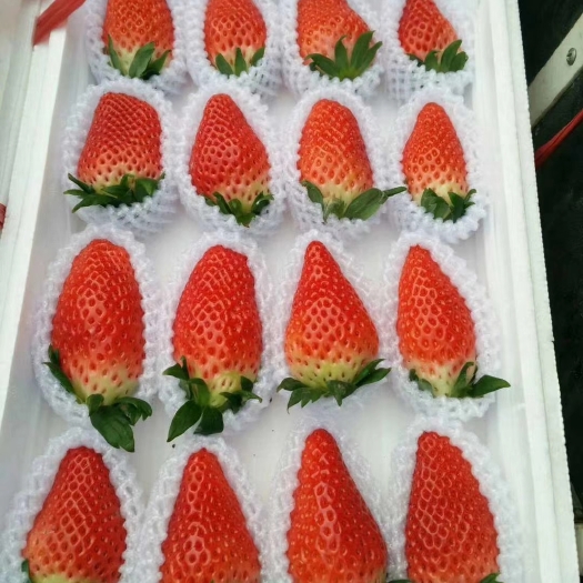 泰安章姬草莓苗 果实口味鲜美 现挖现卖成活率高