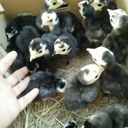 昆明火鸡苗 统货