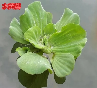  水芙蓉水浮蓮水葫蘆植物水生水養(yǎng)浮萍水草植物種籽水蓮花淡水包郵