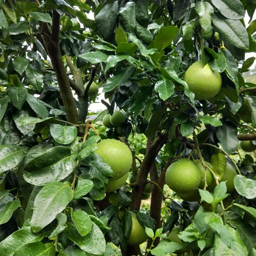 深圳蜜柚 2.5斤以上 