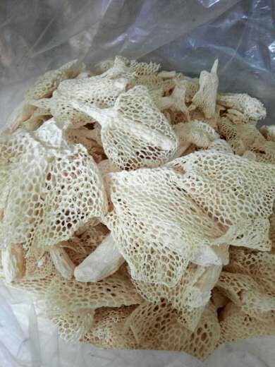 长宁县长裙竹荪  厚裙竹荪
