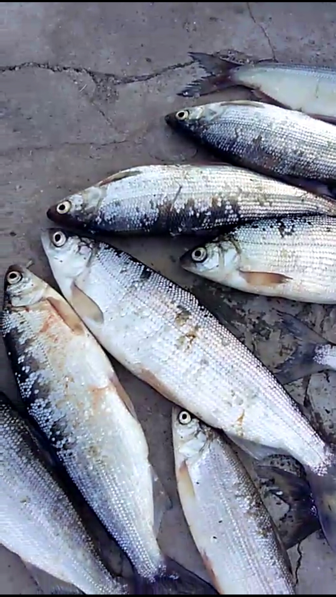 青海野生鱼种图片