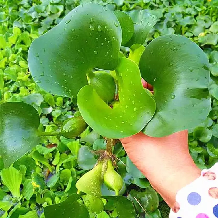  水芙蓉水浮蓮水葫蘆植物水生水養(yǎng)浮萍水草植物種籽水蓮花淡水包郵