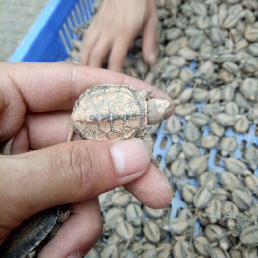 罗定市生态甲鱼苗