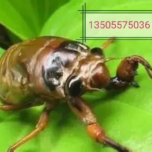 砀山县 鲜活金蝉