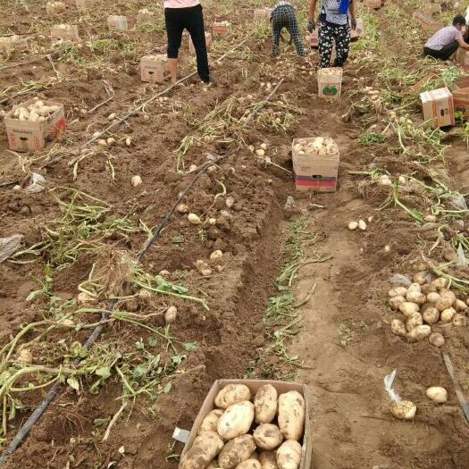 荷兰15  辽宁凌海黑土地 荷兰 西森 高原等一级品土豆