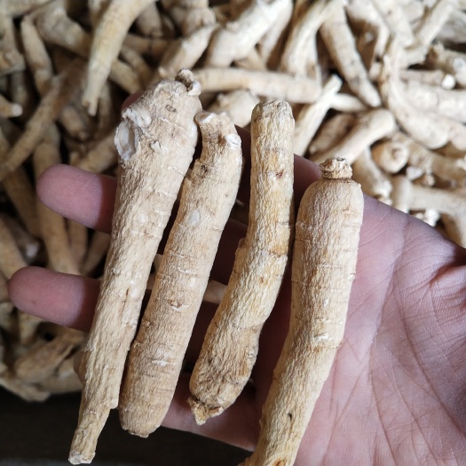 安国市.批发西洋参条500克包邮花旗参条干货含片煲汤泡水吉林西洋参