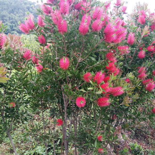 寻乌县红千层