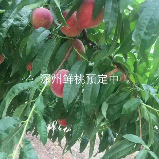 深州市深州蜜桃 60mm以上 4两以上