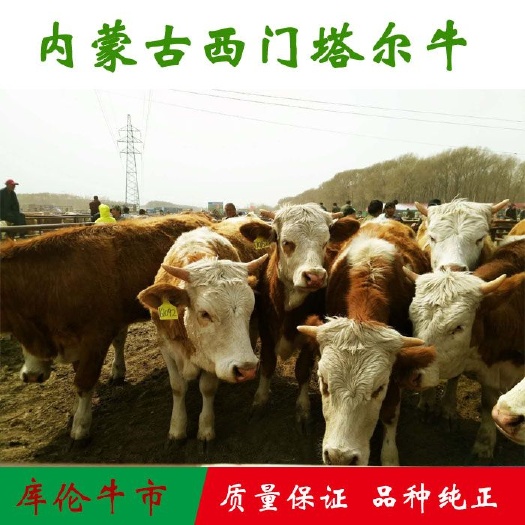 库伦旗西门塔尔牛 200-300斤 统货
