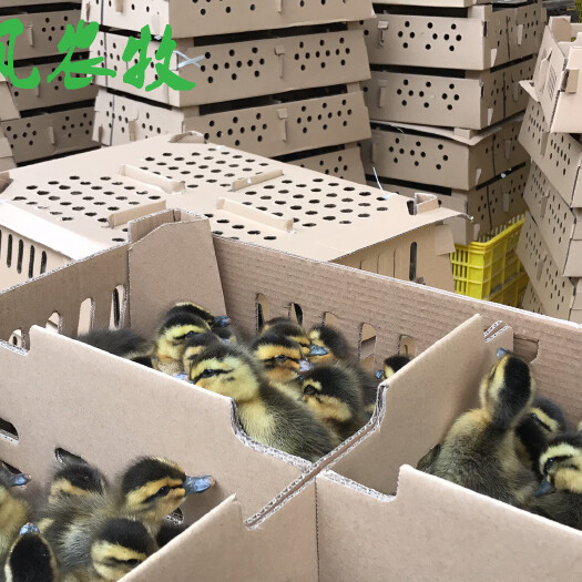 南宁建湖麻鸭苗  建湖麻鸭苗