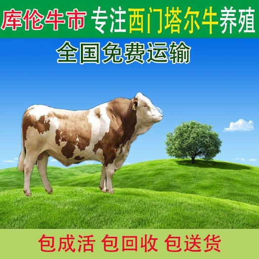 库伦旗西门塔尔牛 400-600斤 统货