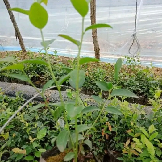 灵山县蓝丰蓝莓苗 