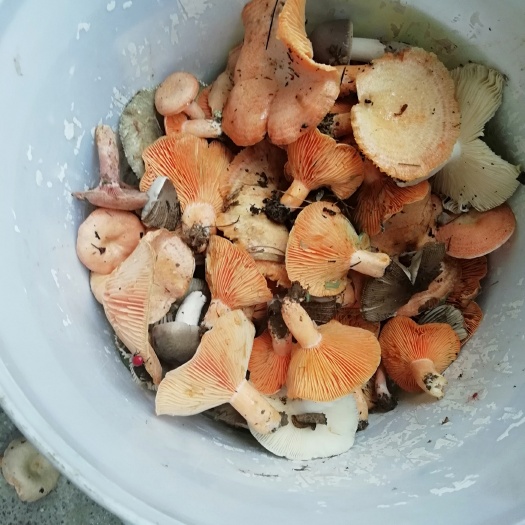 长顺县紫花菌 野生 鲜货